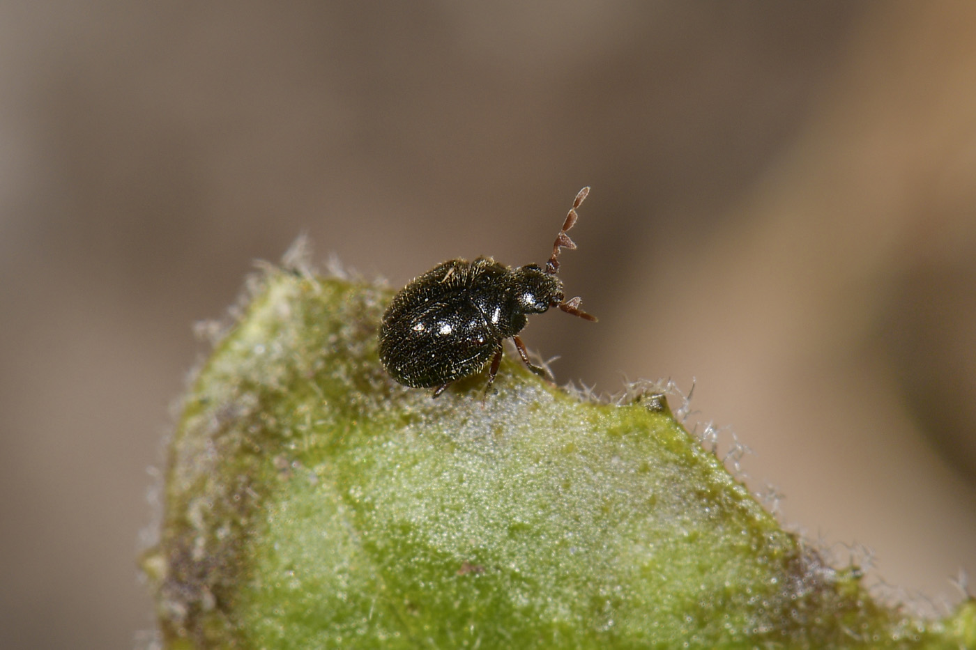 Anobiidae: Caenocara cfr. affine